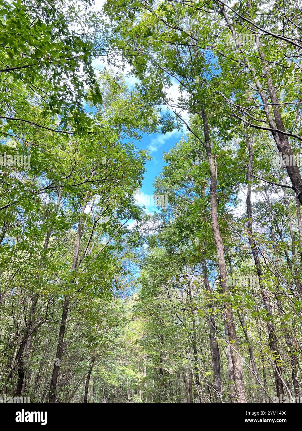Serene forest canopy reaching for the blue sky—nature's perfect escape into tranquility and fresh air. ??☀️' - Smartphone Captured Stock Image