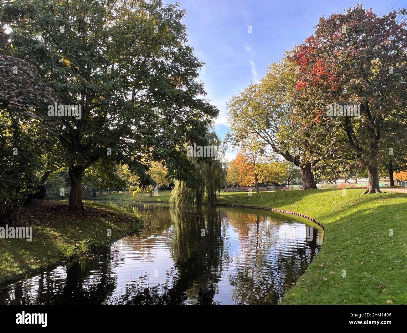 Peaceful autumn vibes by the park pond, where nature's colors meet tranquil reflections. ??✨ - Smartphone Captured Stock Image