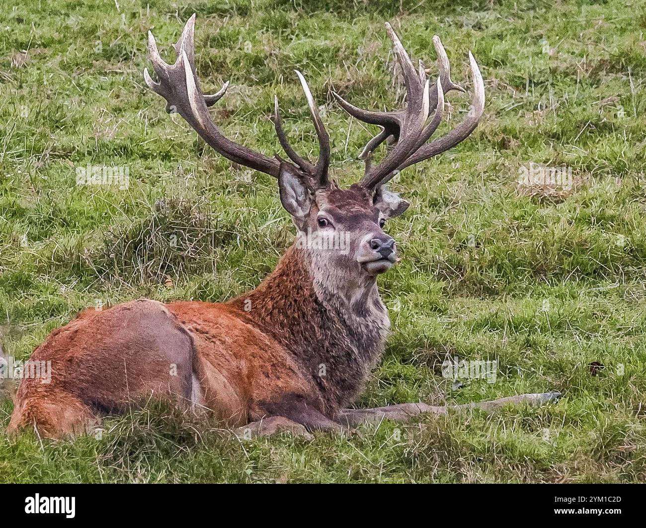 wie groß wird ein hirsch