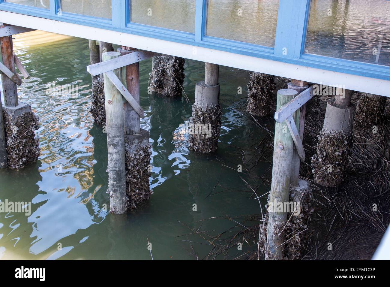 Pillars supporting a coastal building are covered in barnacles ...