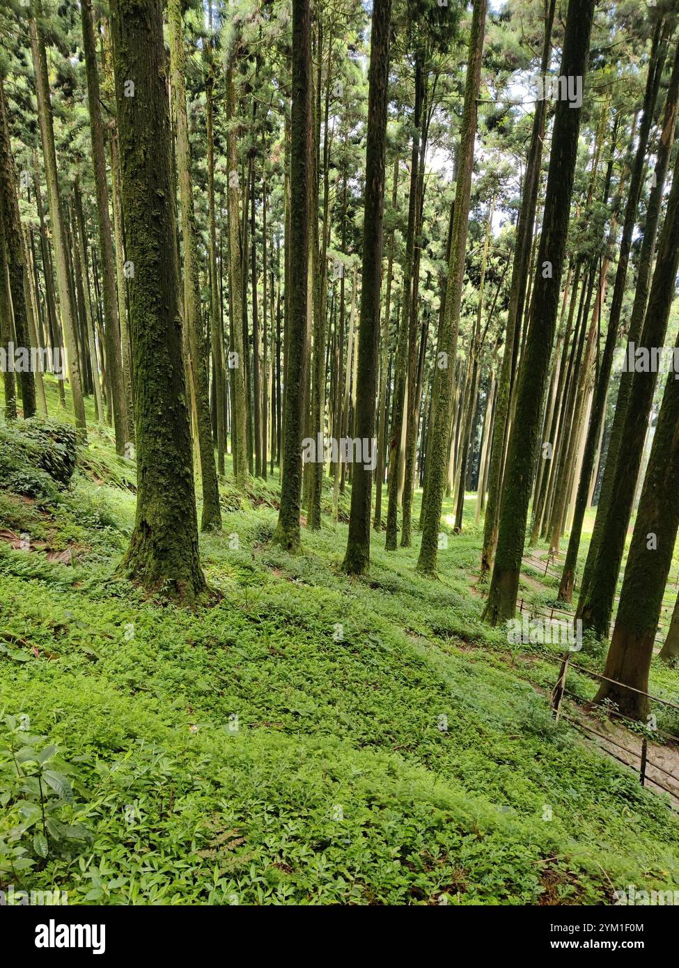 Pine forest on lammahatta - Smartphone Captured Stock Image