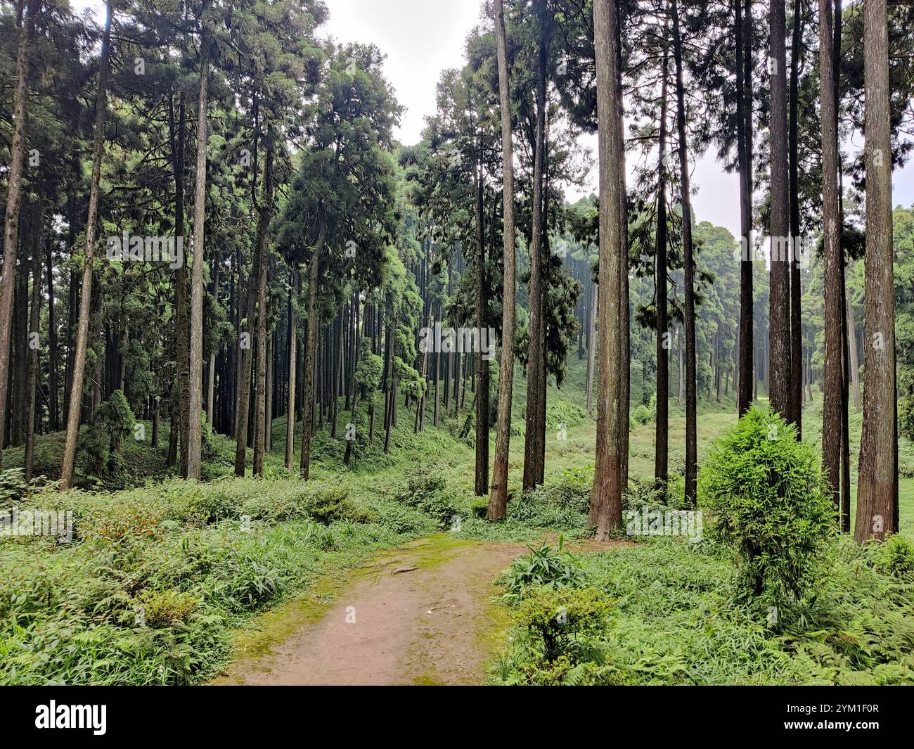 Pine forest on lammahatta - Smartphone Captured Stock Image