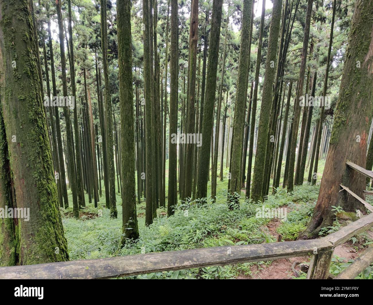Pine forest on lammahatta - Smartphone Captured Stock Image