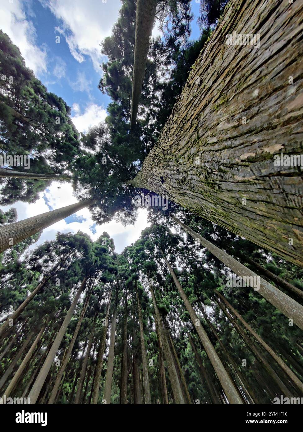 Pine forest on lammahatta - Smartphone Captured Stock Image