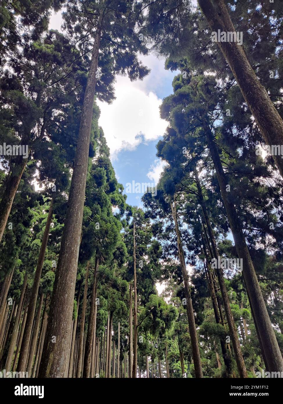 Pine forest on lammahatta - Smartphone Captured Stock Image
