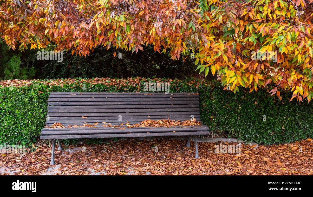 Banco lleno de hojas coloridas caídas en otoño Stock Photo