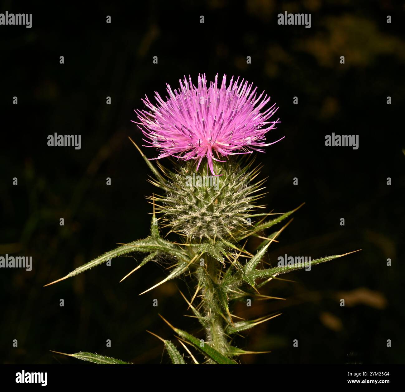 A closeup of a well focussed Common thistle, Cirsium vulgare, with a natural dark blurred background. A bright purple flower and lots of sharp spines. Stock Photo