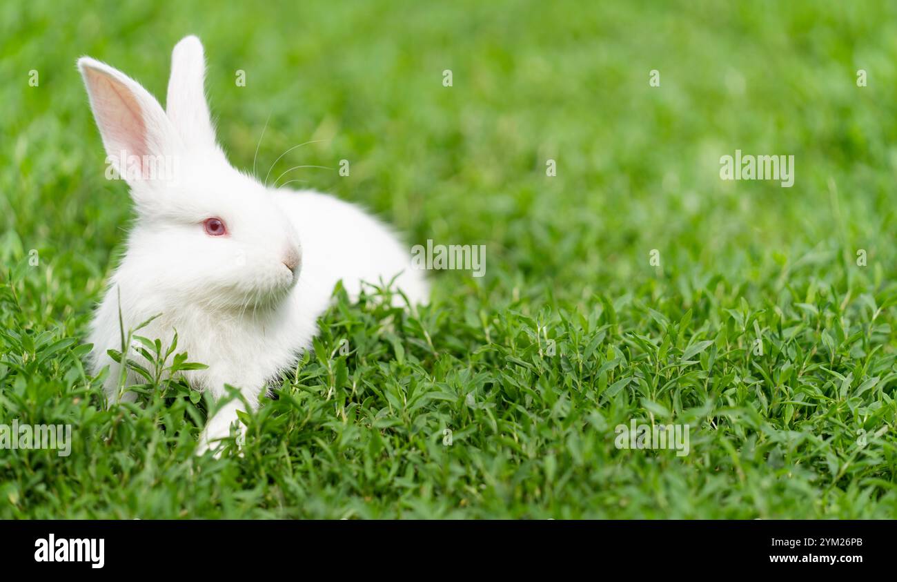 Cute cuddly albino bunny hi-res stock photography and images - Alamy