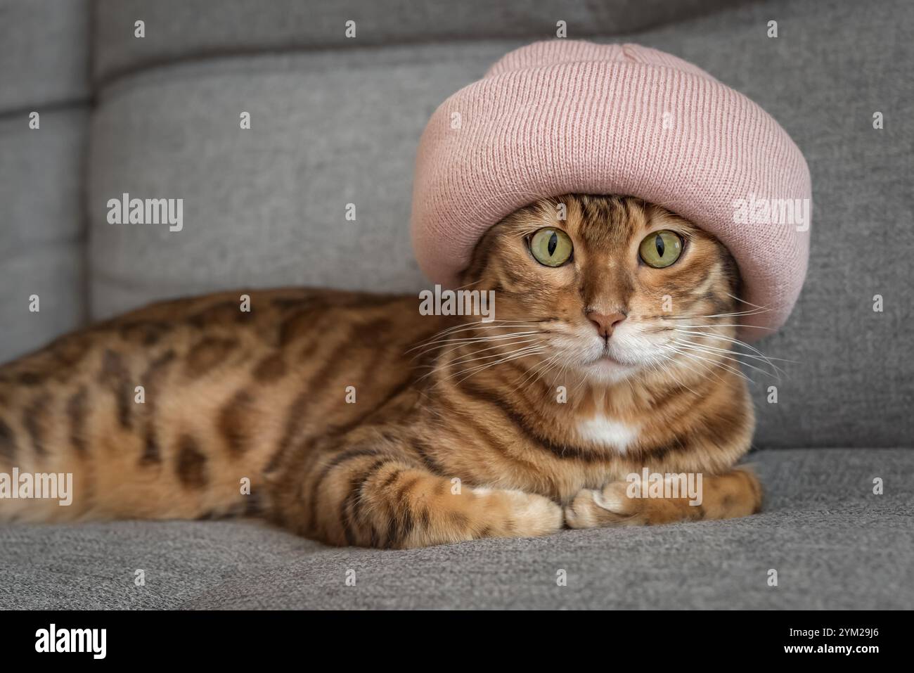Charming Bengal cat in a warm hat on a sofa in the house. The animal is warming up on an autumn or winter day. The concept of warmth and comfort. Stock Photo