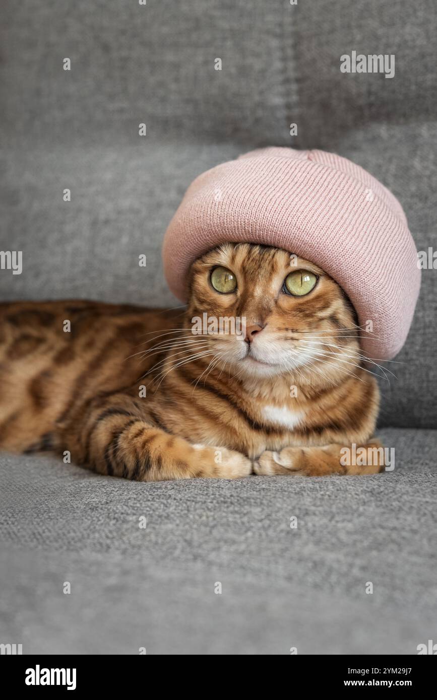 Charming Bengal cat in a warm hat on a sofa in the house. The animal is warming up on an autumn or winter day. The concept of warmth and comfort. Stock Photo