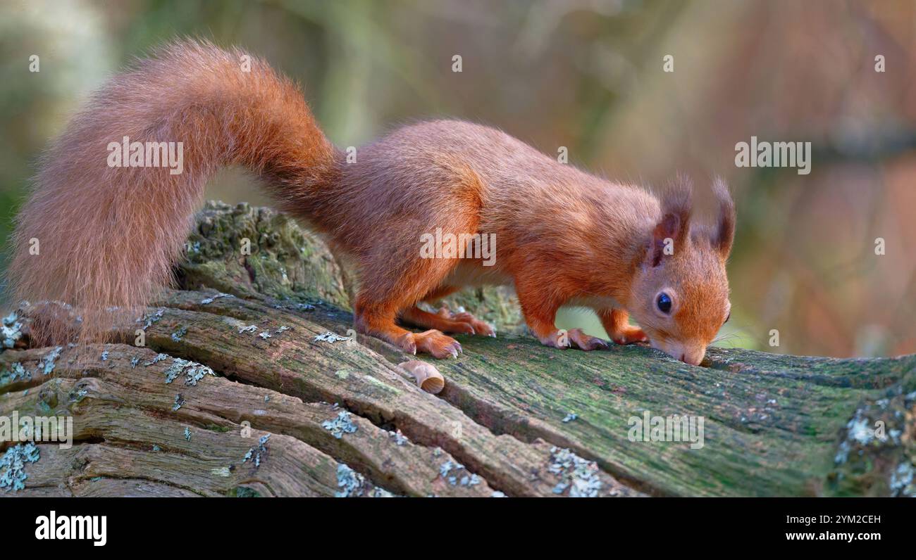 Eurasia intelligence overview