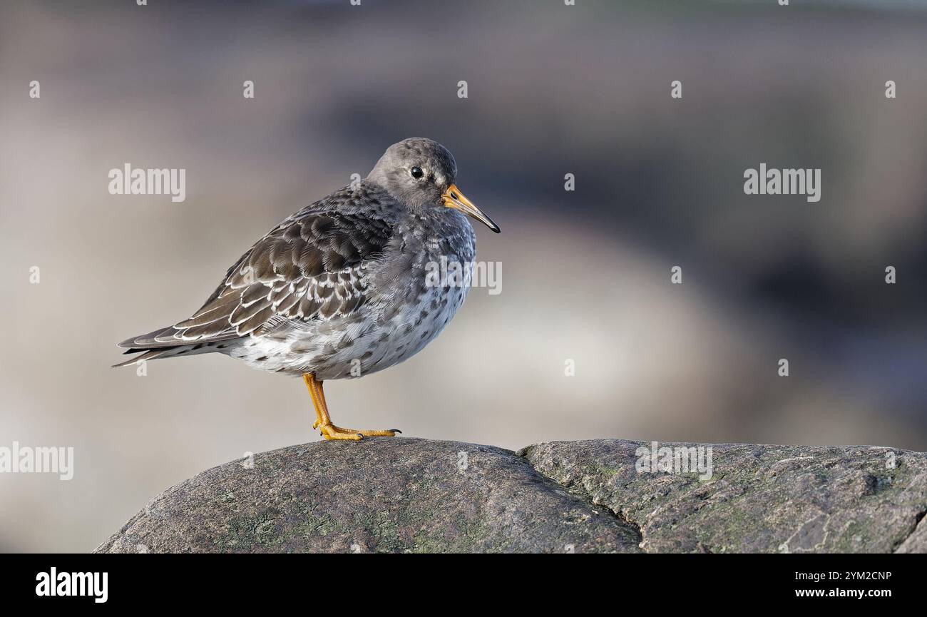 Purple sandpiper standing on boulder Stock Photo