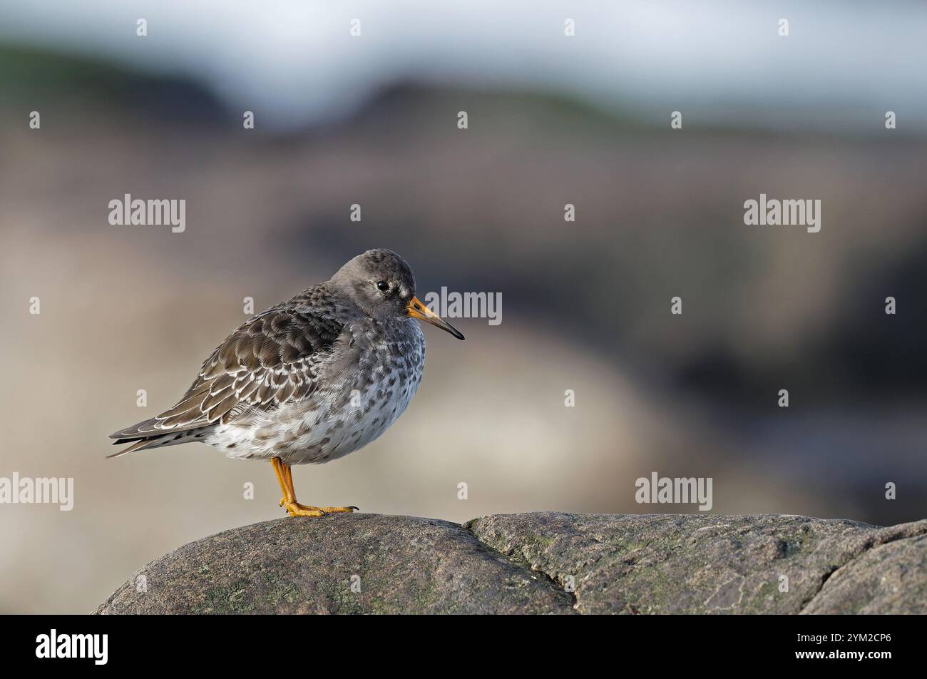 Purple sandpiper standing on boulder Stock Photo