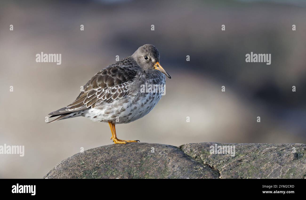Purple sandpiper standing on boulder Stock Photo