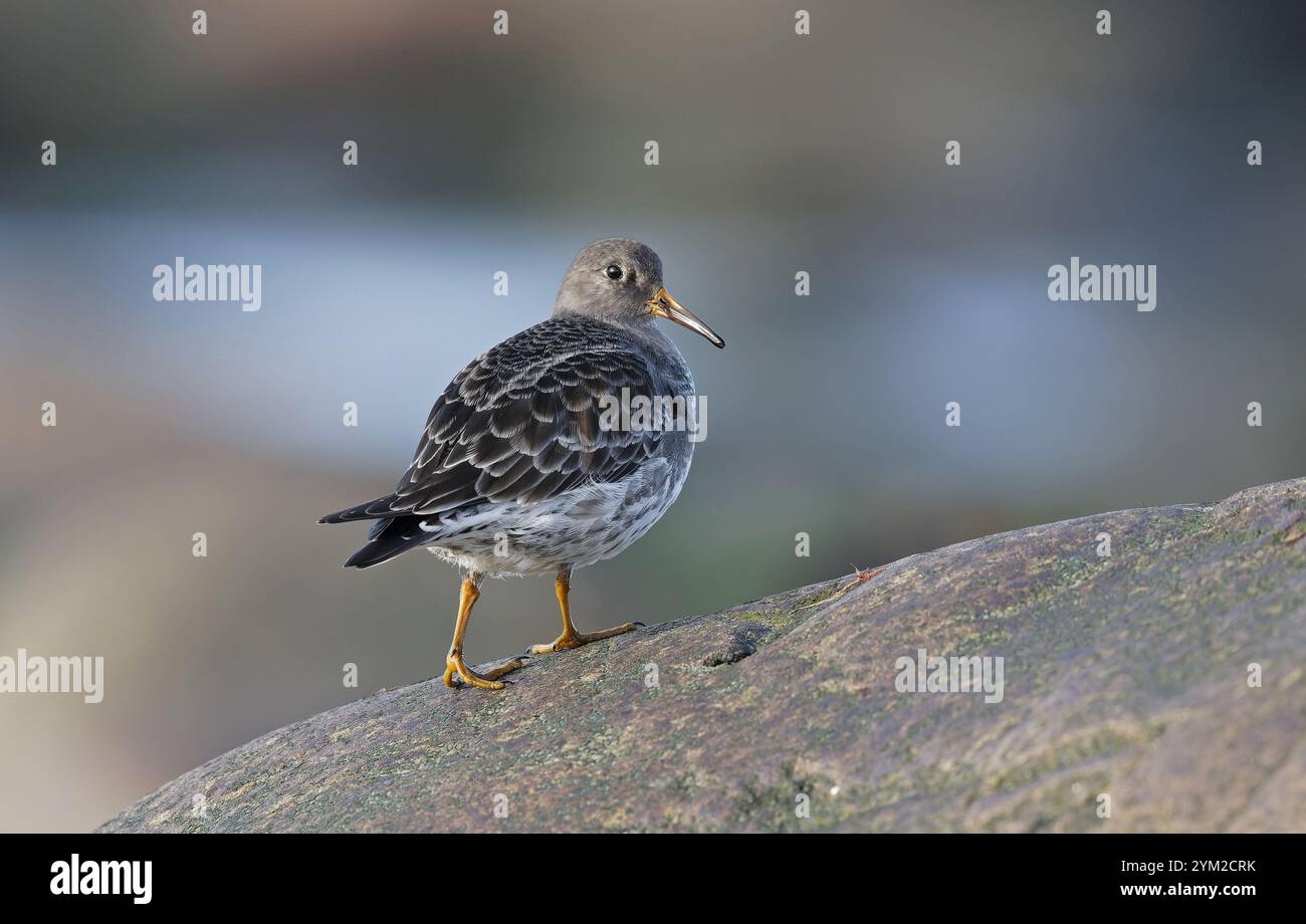 Purple sandpiper standing on boulder Stock Photo