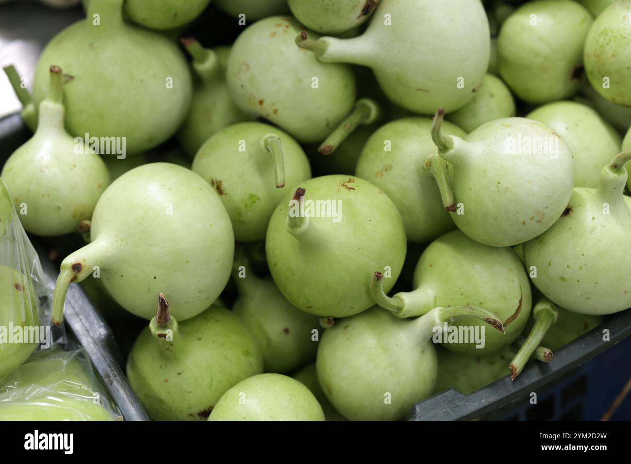 Calabash stacked together in a basket. Fresh raw organic green bottle gourd sold at the market. Stock Photo