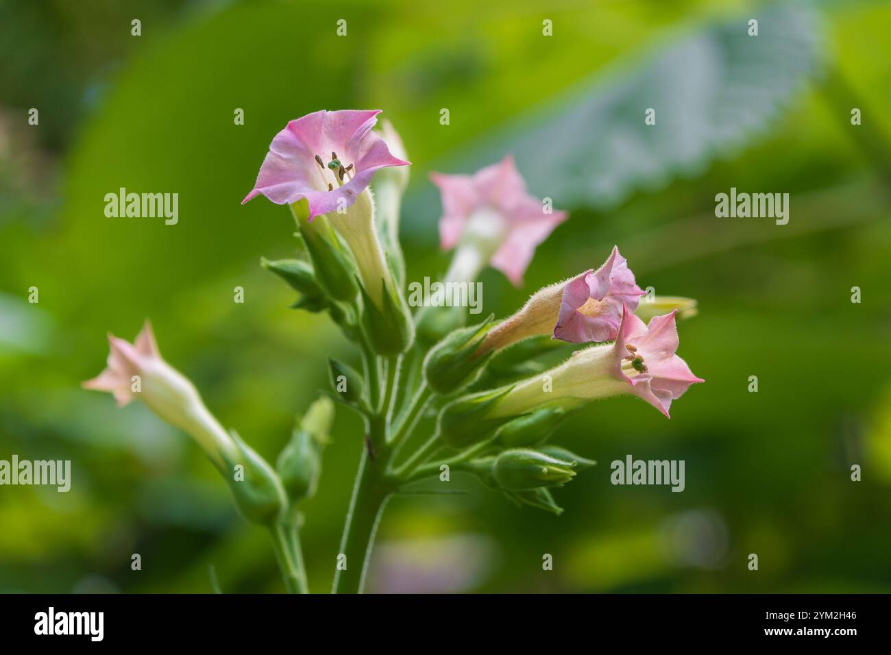 pink tobacco plant Nicotiana tobacco plant pink hi-res stock photography and images
