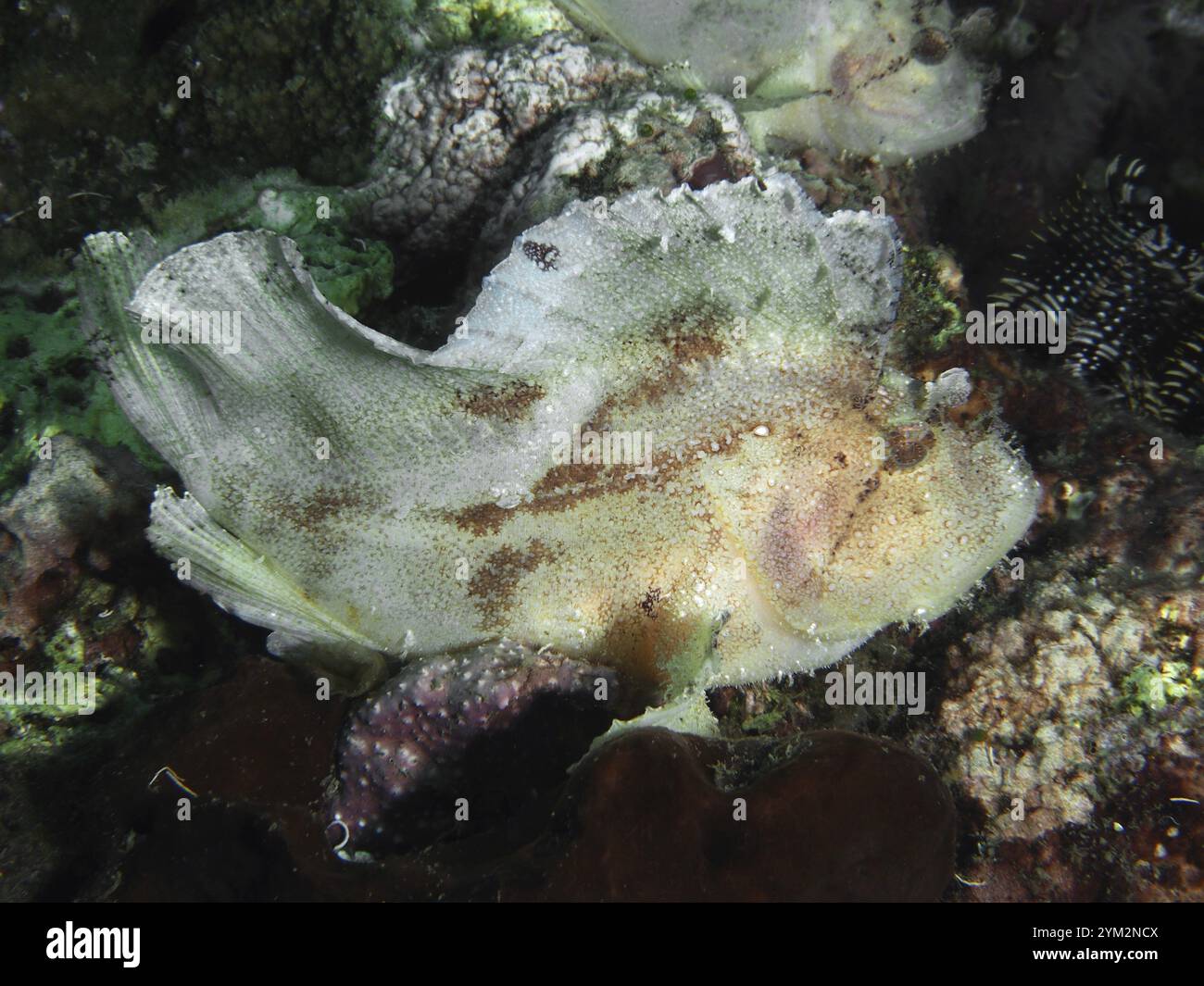Well camouflaged fish hi-res stock photography and images - Alamy