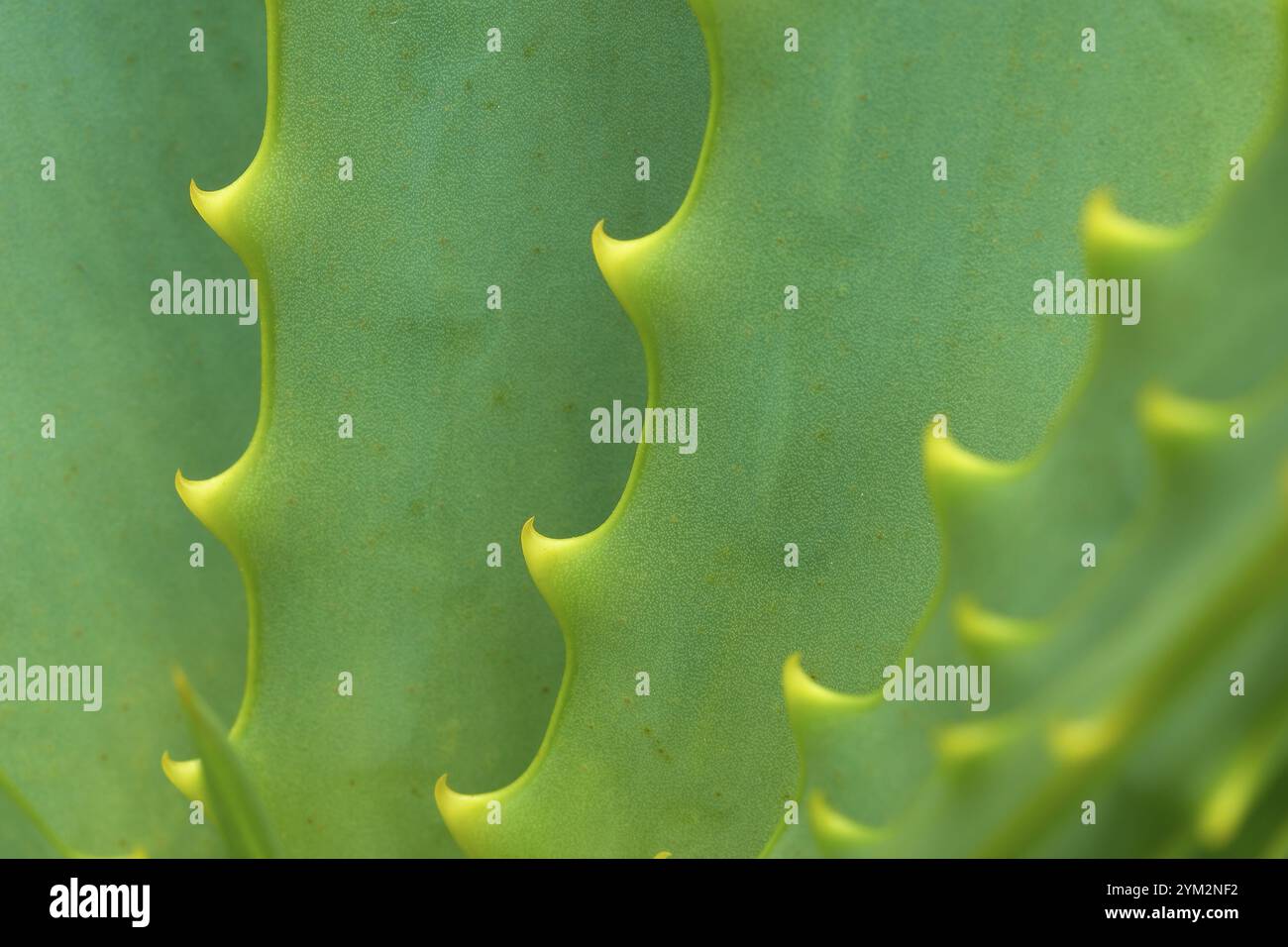 Agave close up with visible spines Stock Photo Alamy Agave close up with visible spines Stock Photo Alamy