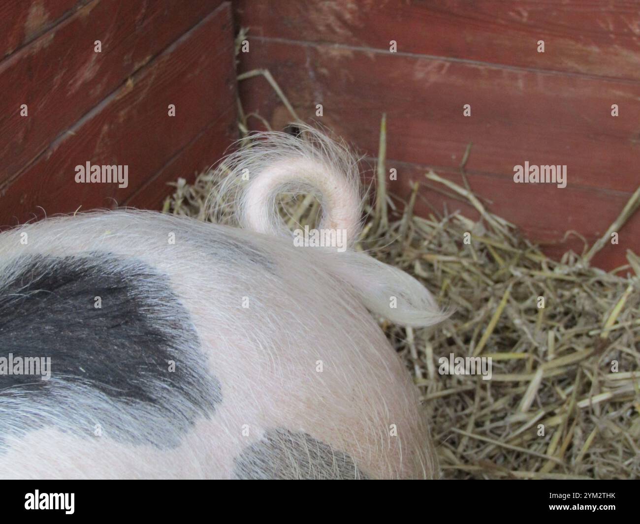 The Hairy Curled Tail of an Adult Gloucester Old Spot Pig. Stock Photo