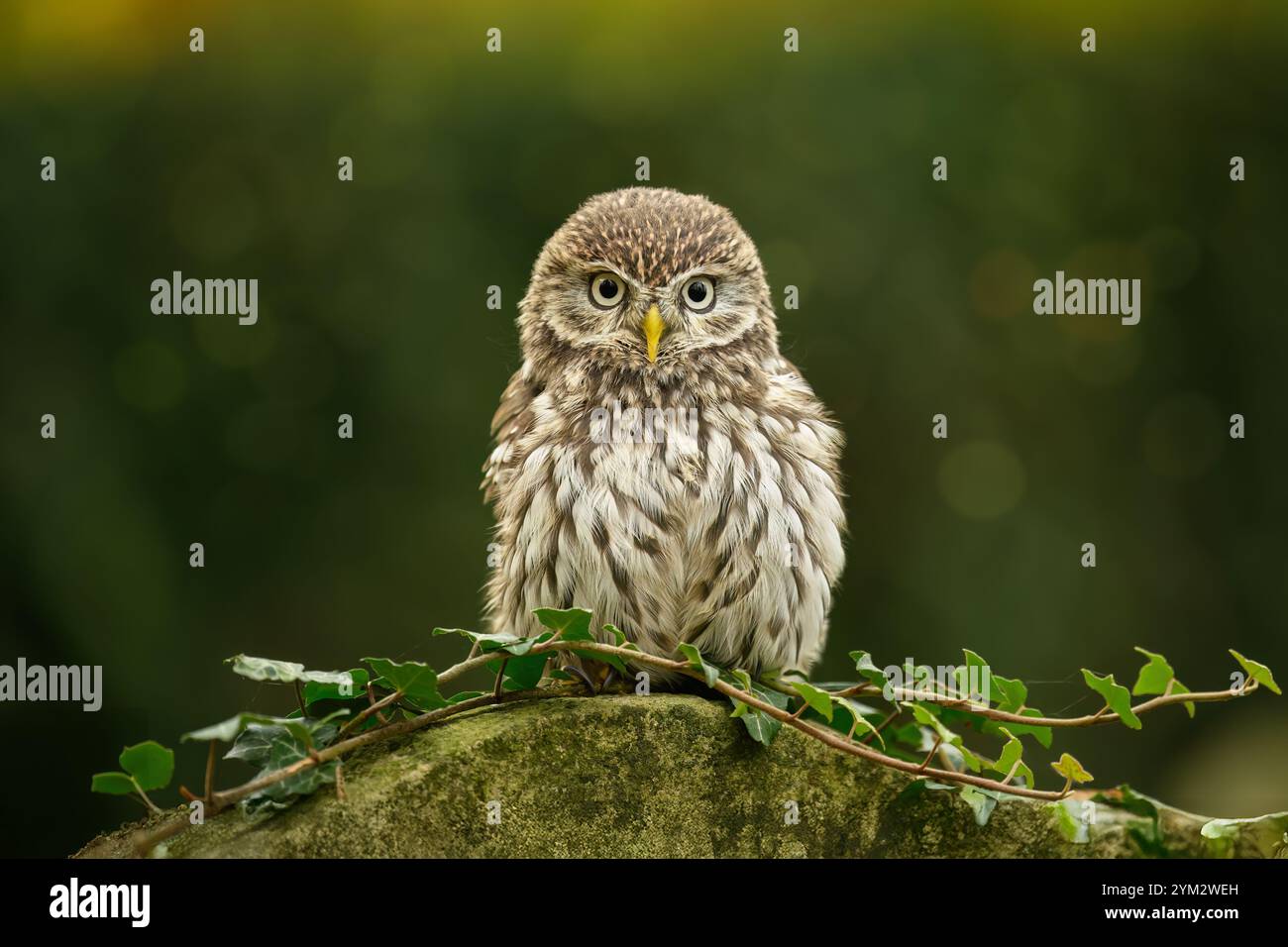 A barn owl sits and observes its surroundings. Stock Photo