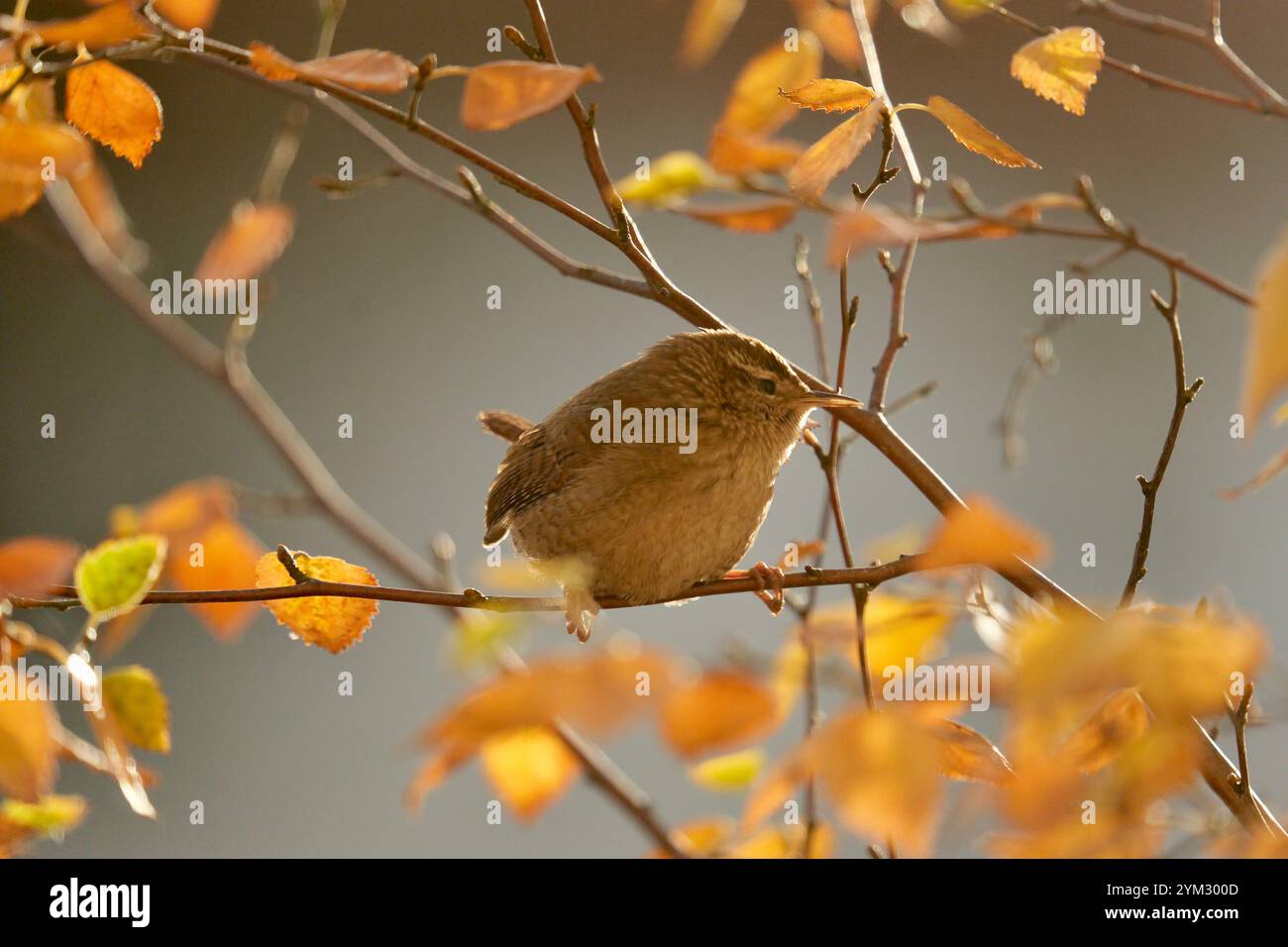 Bright sunlit vegetation hi-res stock photography and images - Alamy