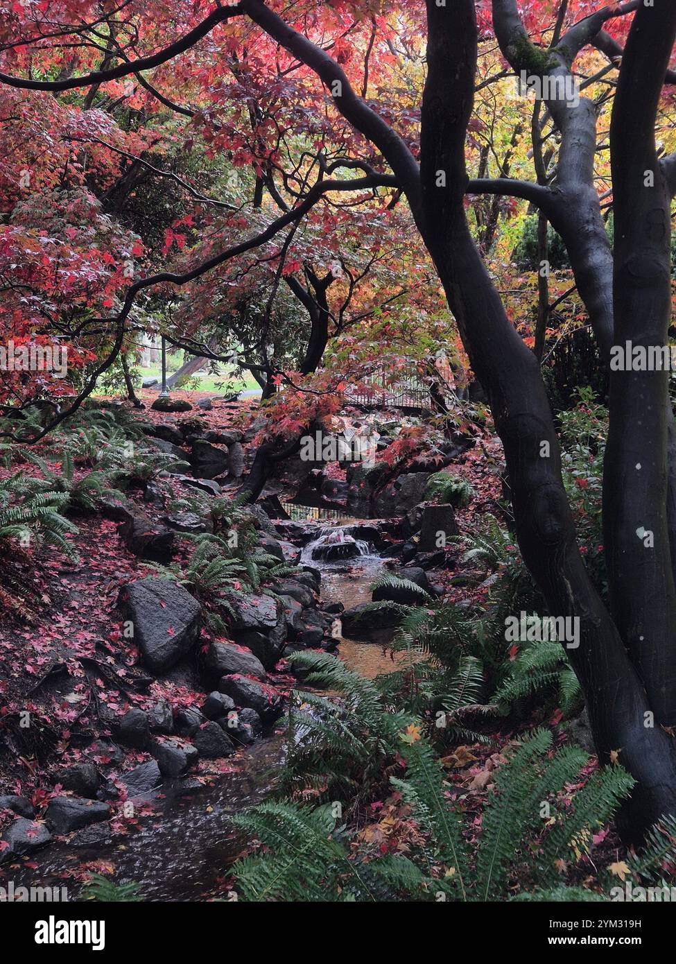 Mystical morning in fall on Vancouver Island - Smartphone Captured Stock Image