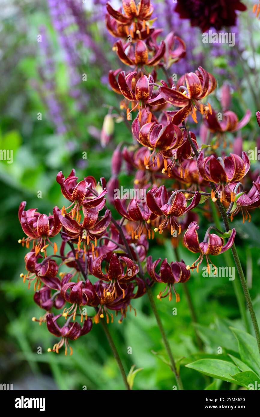 lilium martagon claude shride,deep red flowers,flower,flowers,perennial,woodland garden,shady garden,shaded garden,shade, shady, turks cap lily ,RM Fl Stock Photo