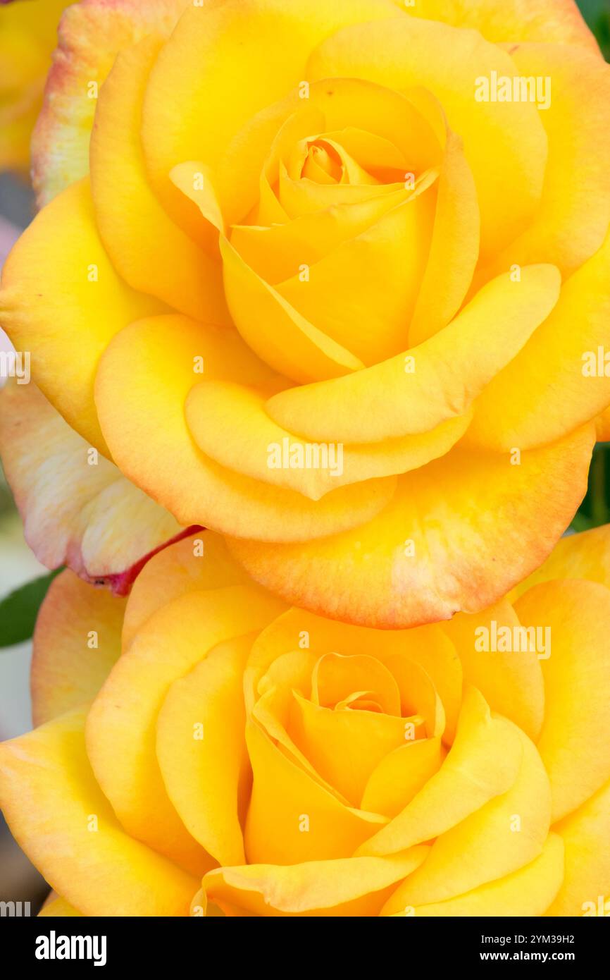 Medal blooms hi-res stock photography and images - Alamy