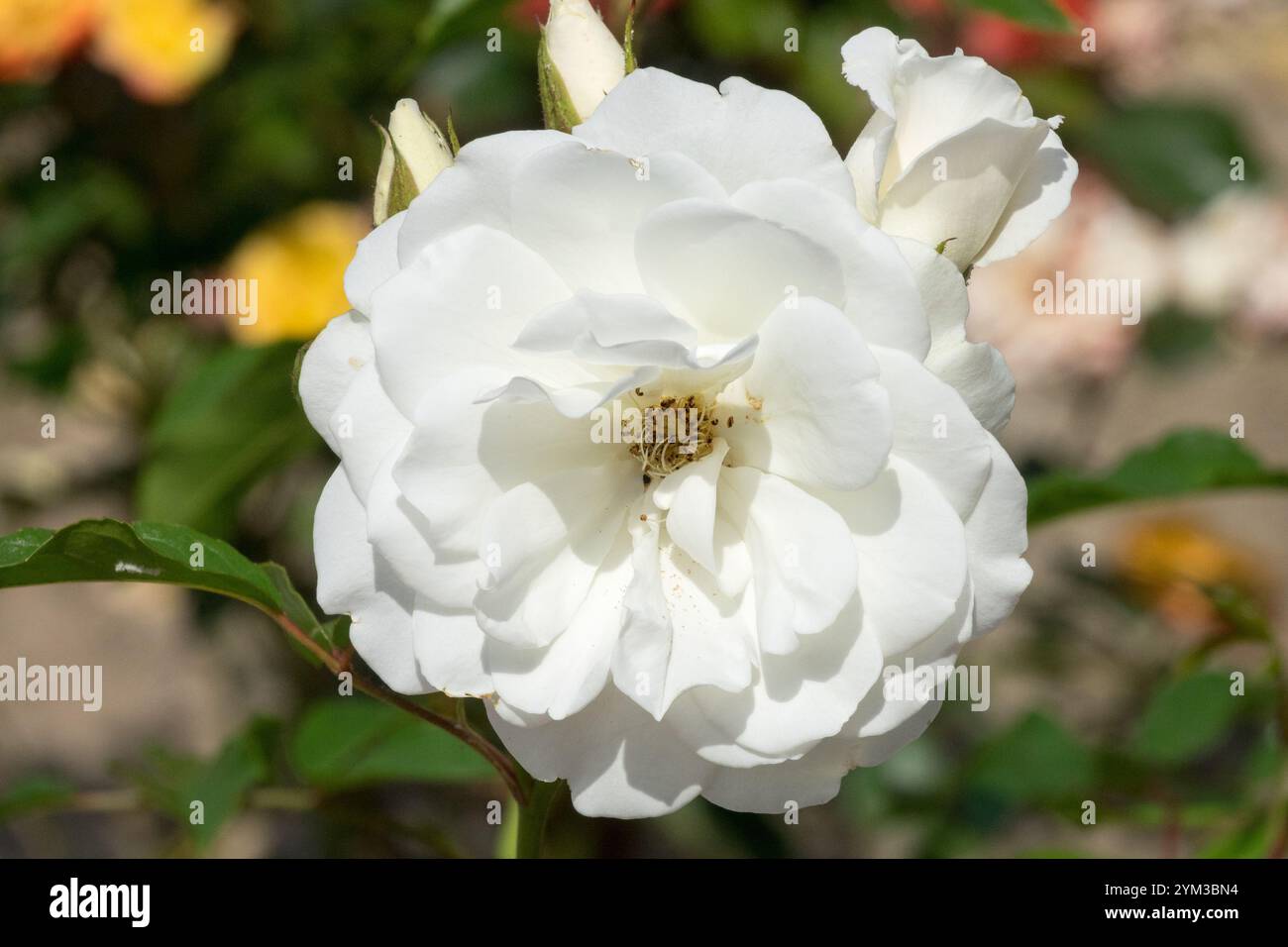 White Floribunda Rose flower Rosa 