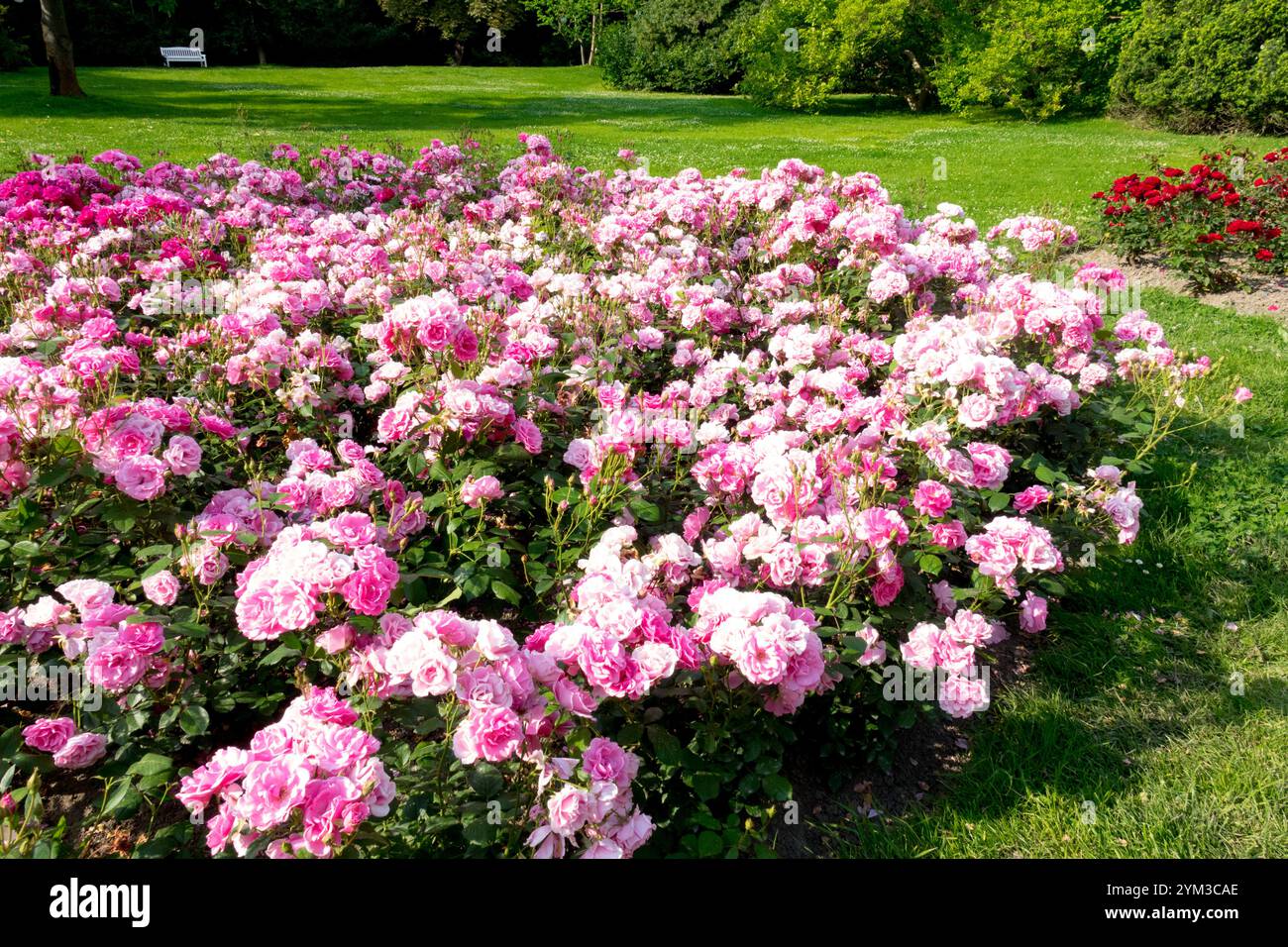 Garden roses bed hi-res stock photography and images - Alamy