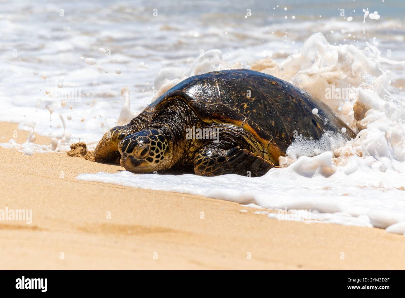 Blue ocean near hawaiian island hi-res stock photography and images - Alamy