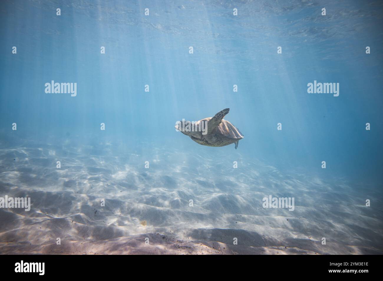 A Hawaiian Green Sea turtle swimming in the ocean. The turtle is in the ...
