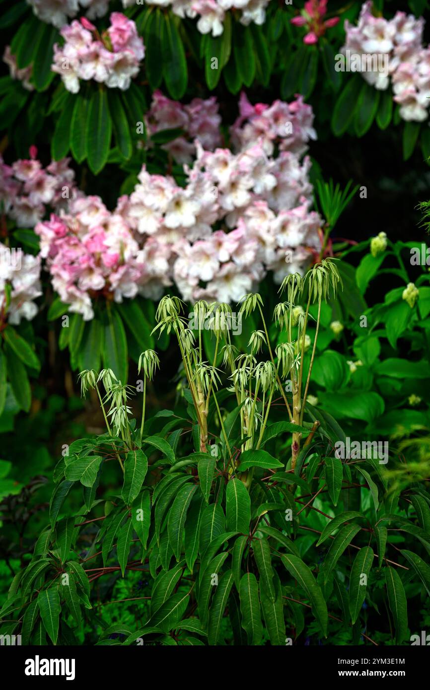 Pink Rhododendrum Rhododendron Loderi Pink Diamond,schefflera,pink flowers,rhododendron ...