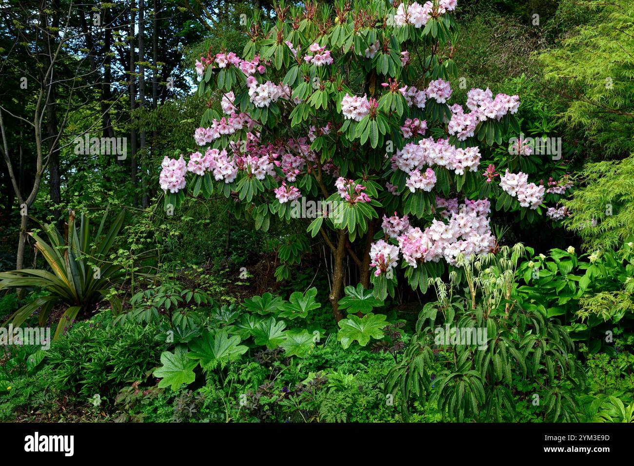 Pink Rhododendrum Rhododendron Loderi Pink Diamond,schefflera,acer palmatum seiryu,pink ...