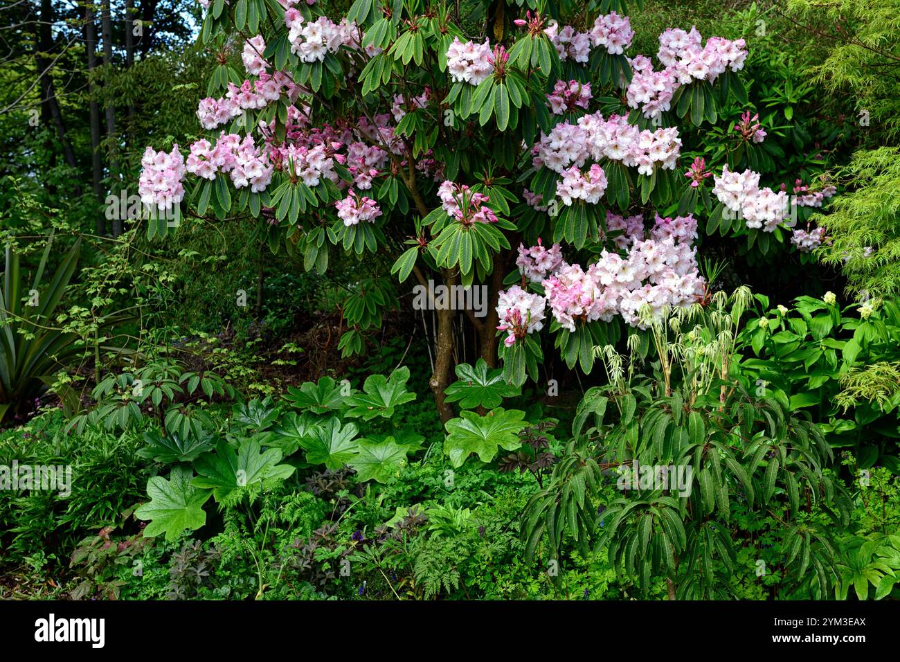 Pink Rhododendrum Rhododendron Loderi Pink Diamond,schefflera,acer palmatum seiryu,pink ...
