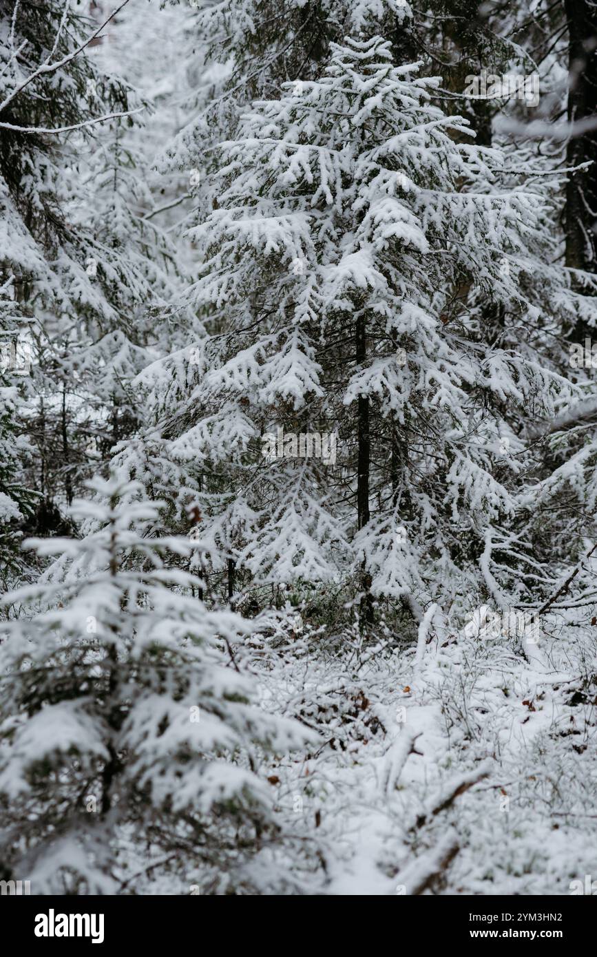 Forest landscape after the first snowfall Stock Photo - Alamy