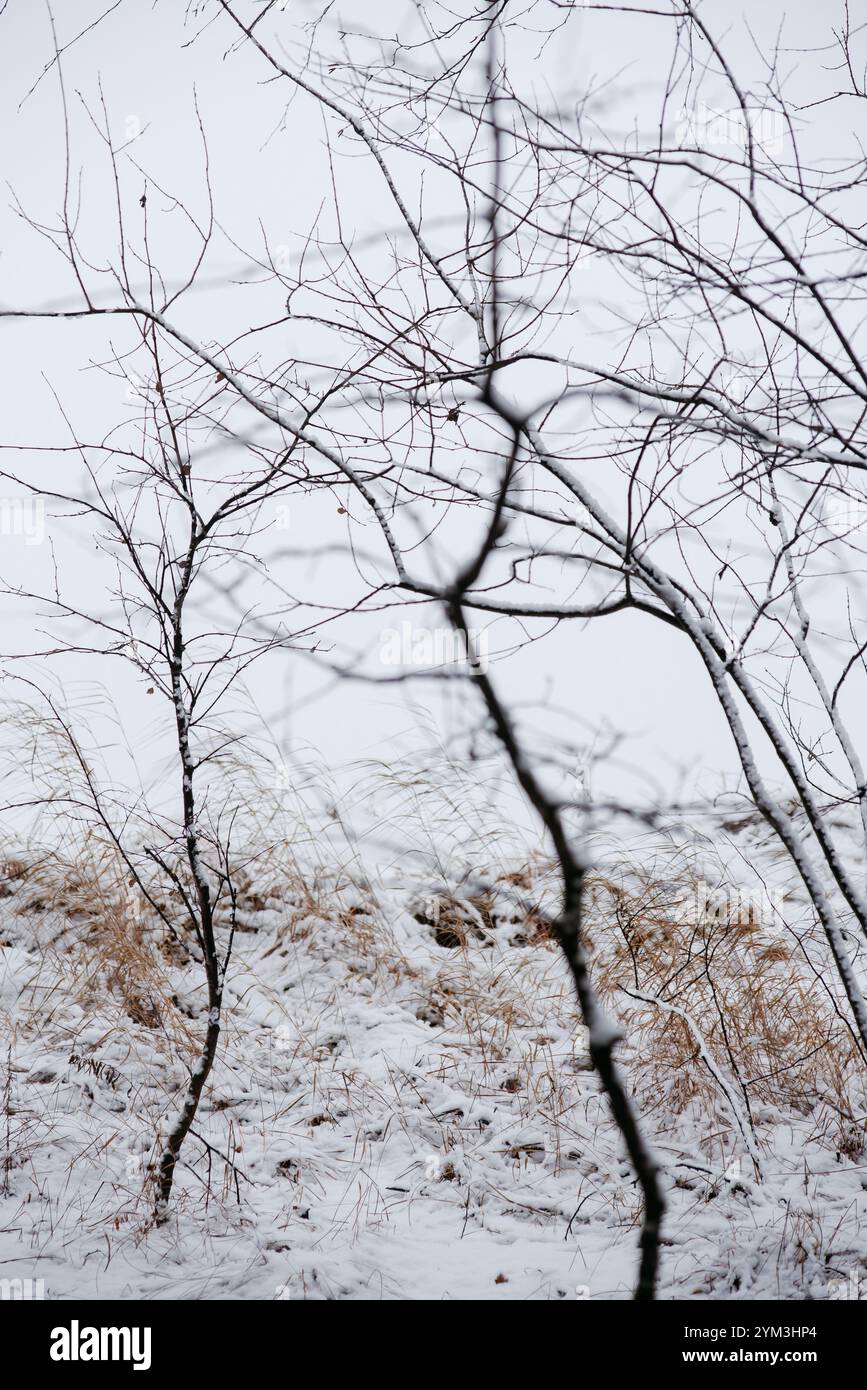 Forest landscape after the first snowfall Stock Photo - Alamy