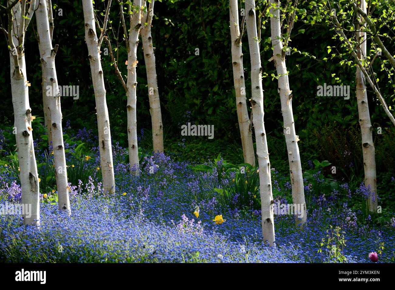 Myosotis sylvatica growing in a grove of silver birch trees,forget me ...