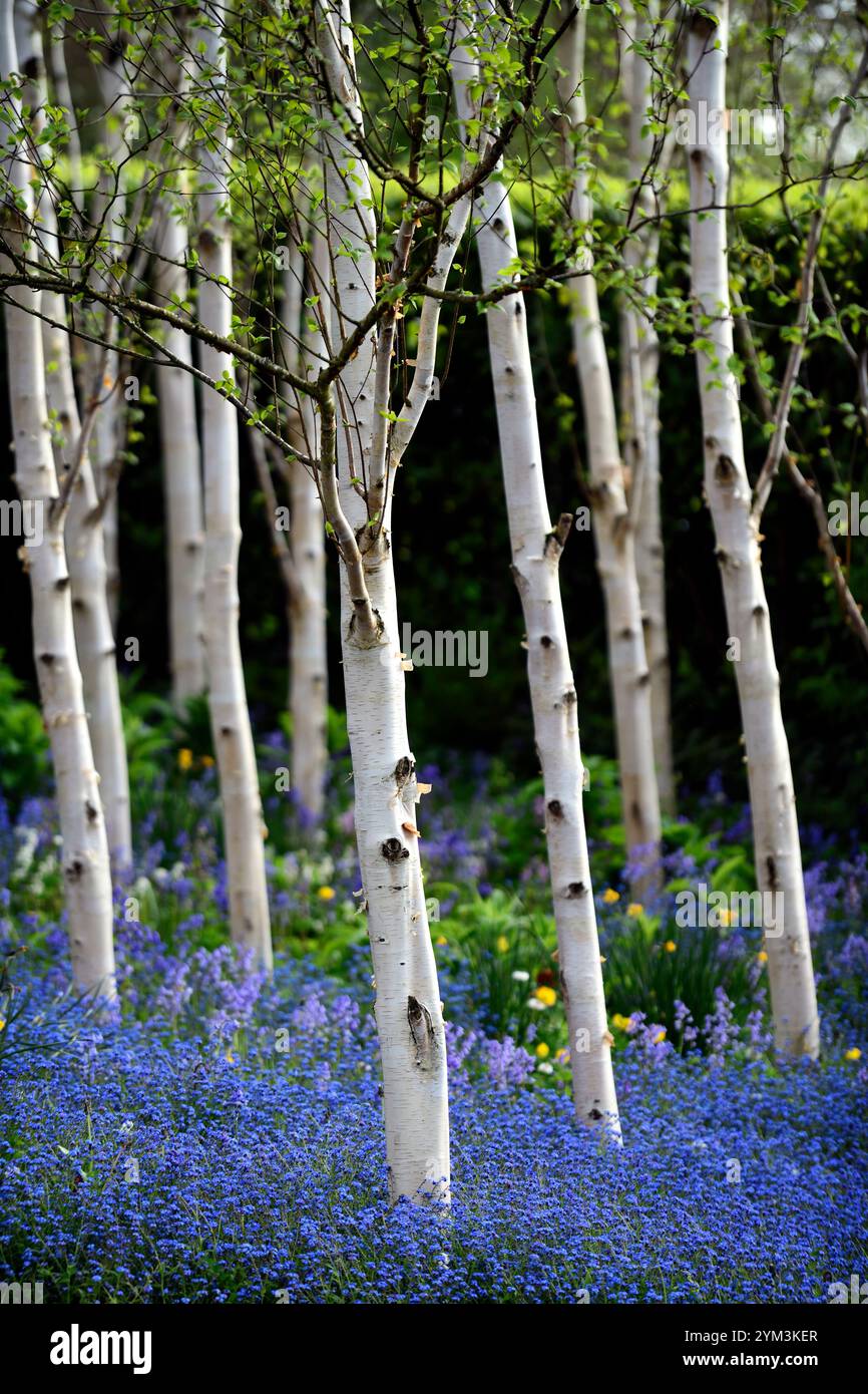 Myosotis sylvatica growing in a grove of silver birch trees,forget me ...