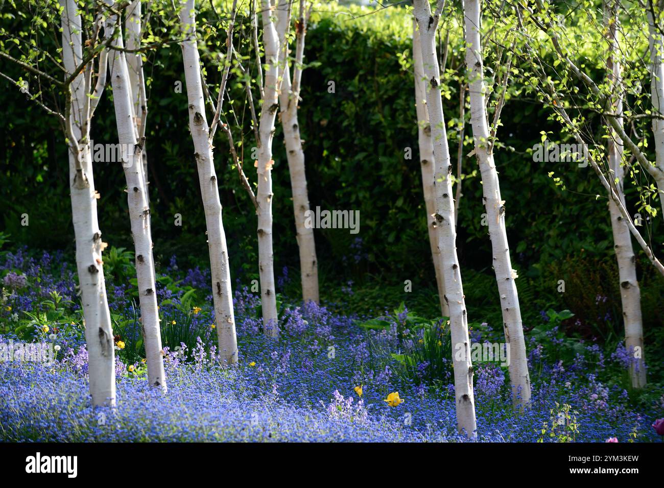 White birch tree underplanted with blue flowers hi-res stock ...