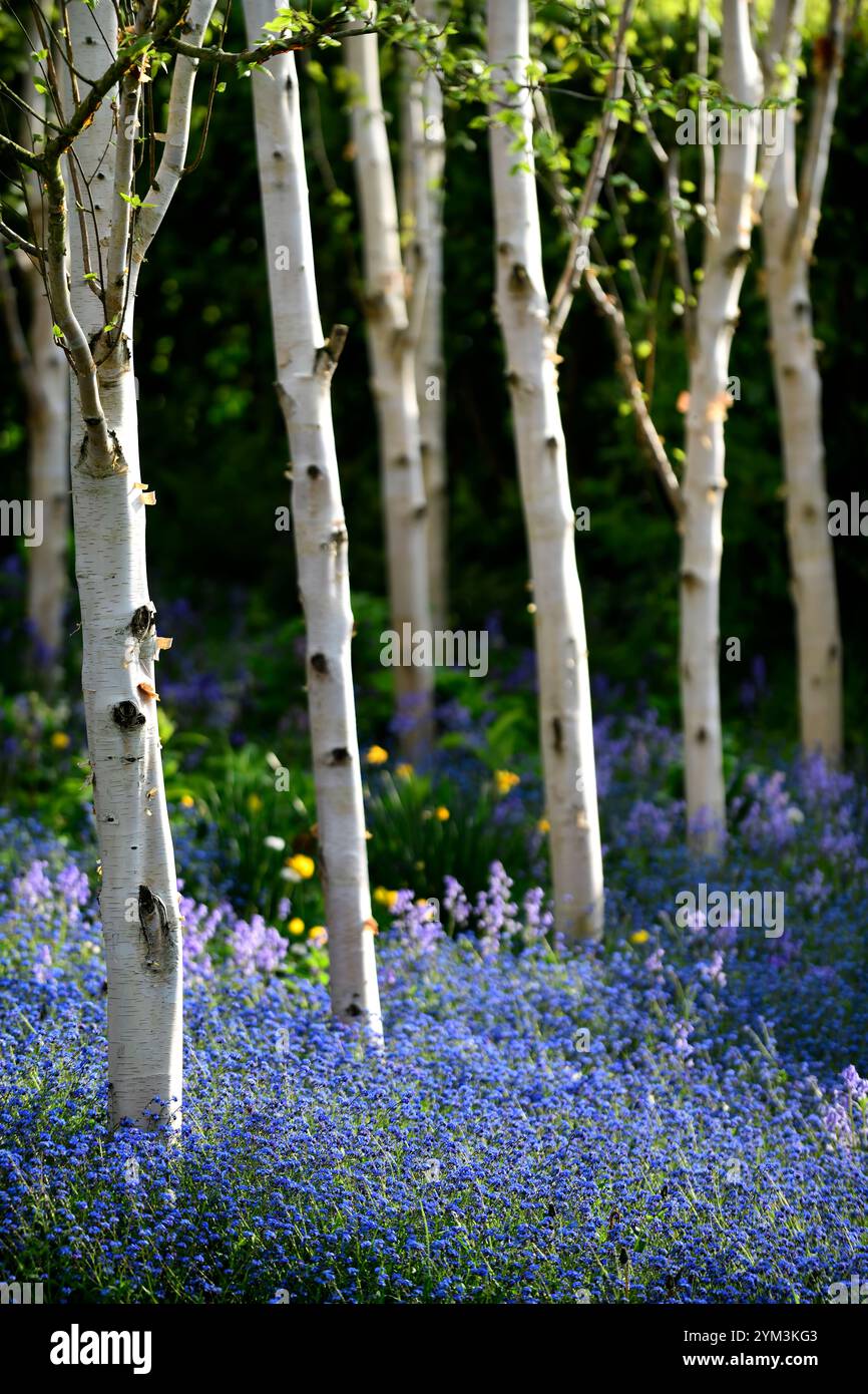 Myosotis sylvatica growing in a grove of silver birch trees,forget me ...