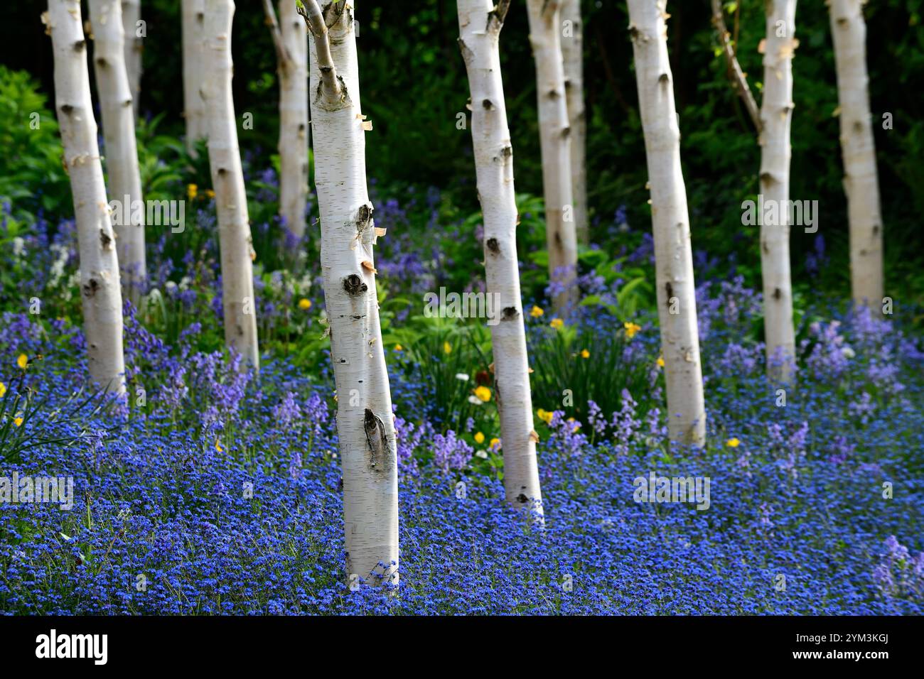 Myosotis sylvatica growing in a grove of silver birch trees,forget me ...