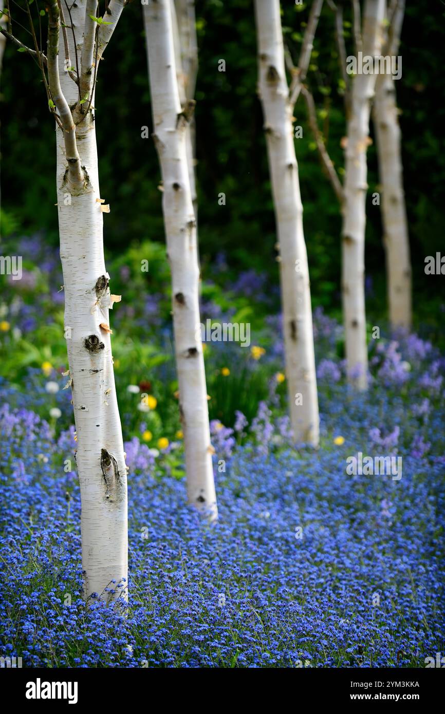 White birch tree underplanted with blue flowers hi-res stock ...