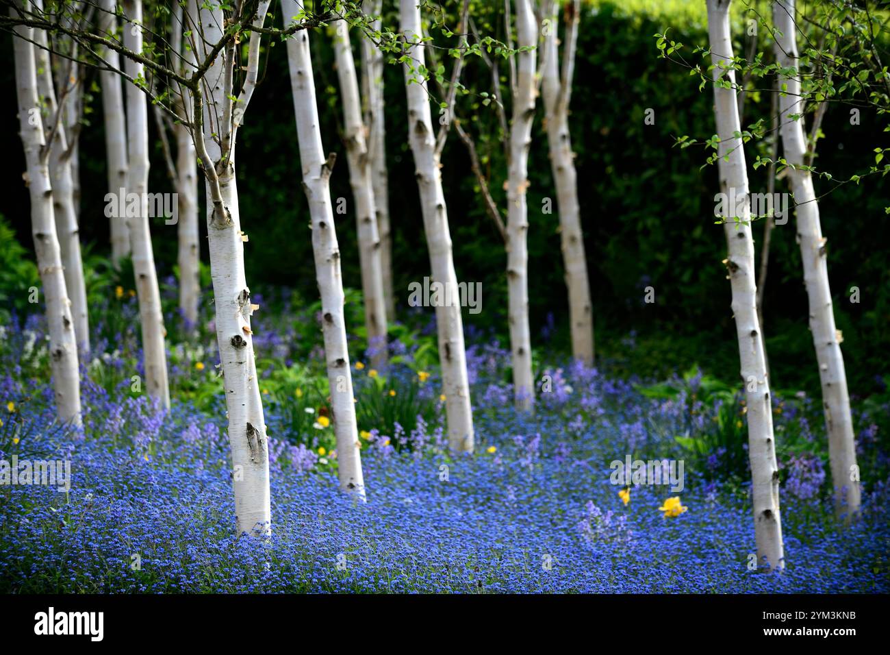 Myosotis sylvatica growing in a grove of silver birch trees,forget me ...