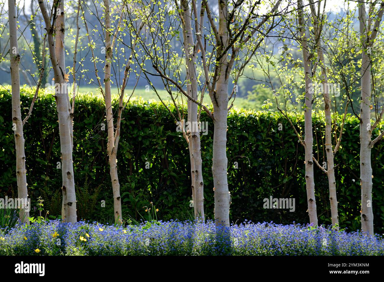Myosotis sylvatica growing in a grove of silver birch trees,forget me ...