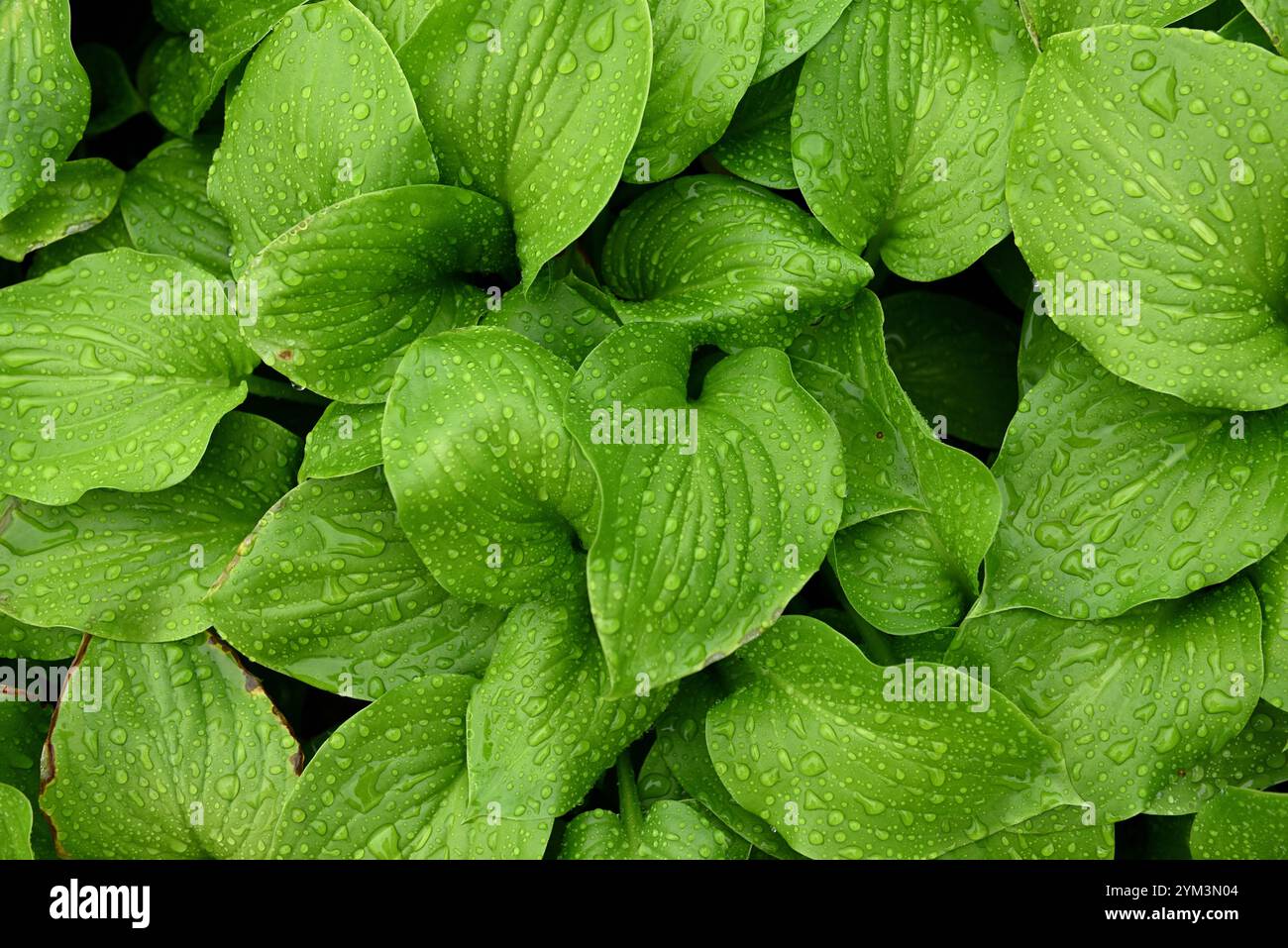 Deep green plant leaves, leaves after rain, with water droplets, August lily, or Hosta plantaginea Stock Photo