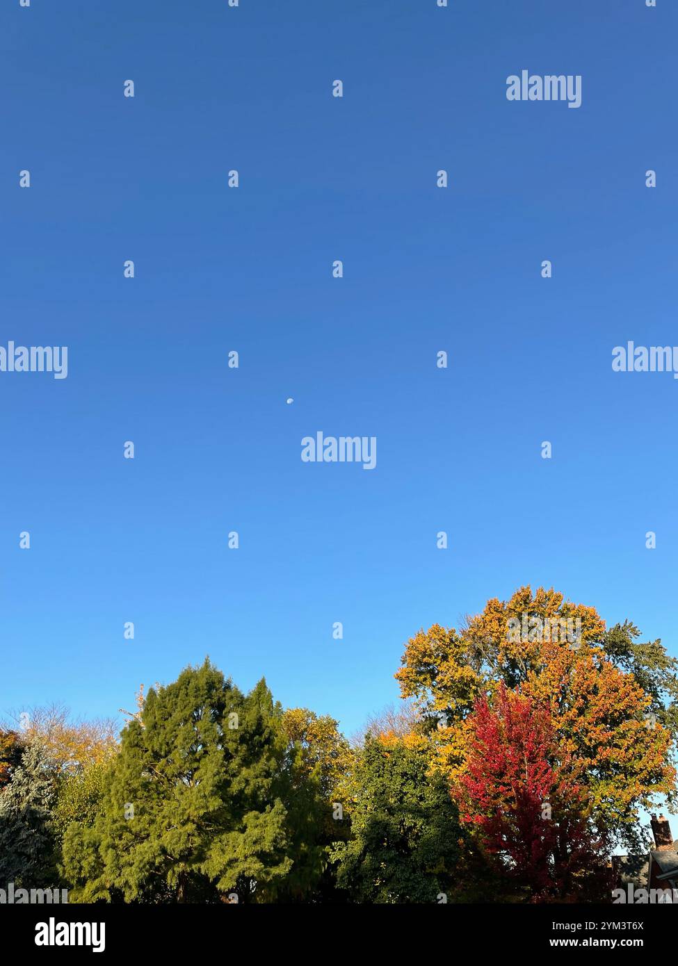 Autumn morning with clear blue skies, trees, colorful leaves and moon ...