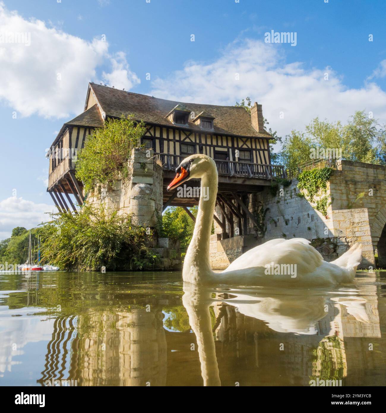 White swan in front of the old mill on the broken bridge over the Seine in Vernon, Normandy, France Stock Photo