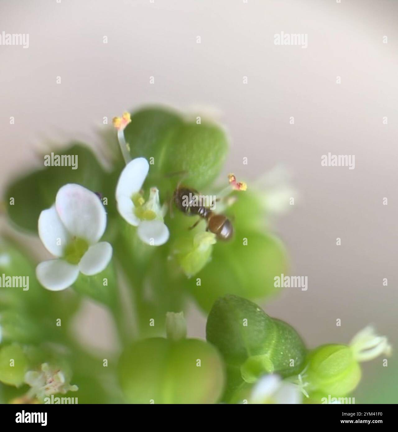Seaside Rover Ant Obscurior hi-res stock photography and images - Alamy
